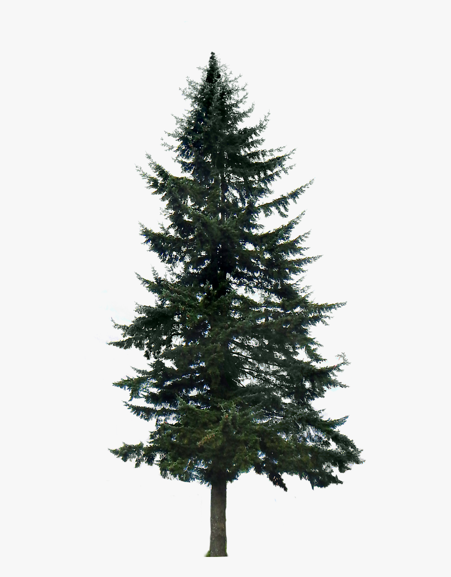 10 Tree Png Images For Architecture, Landscape Clip - Pine Tree Transparent Background, Transparent Clipart