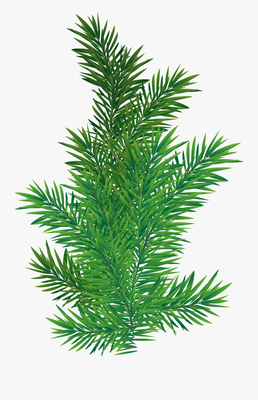 Pine Branch Png Picture Transparent Background - Pine Tree Leaf Png, Transparent Clipart
