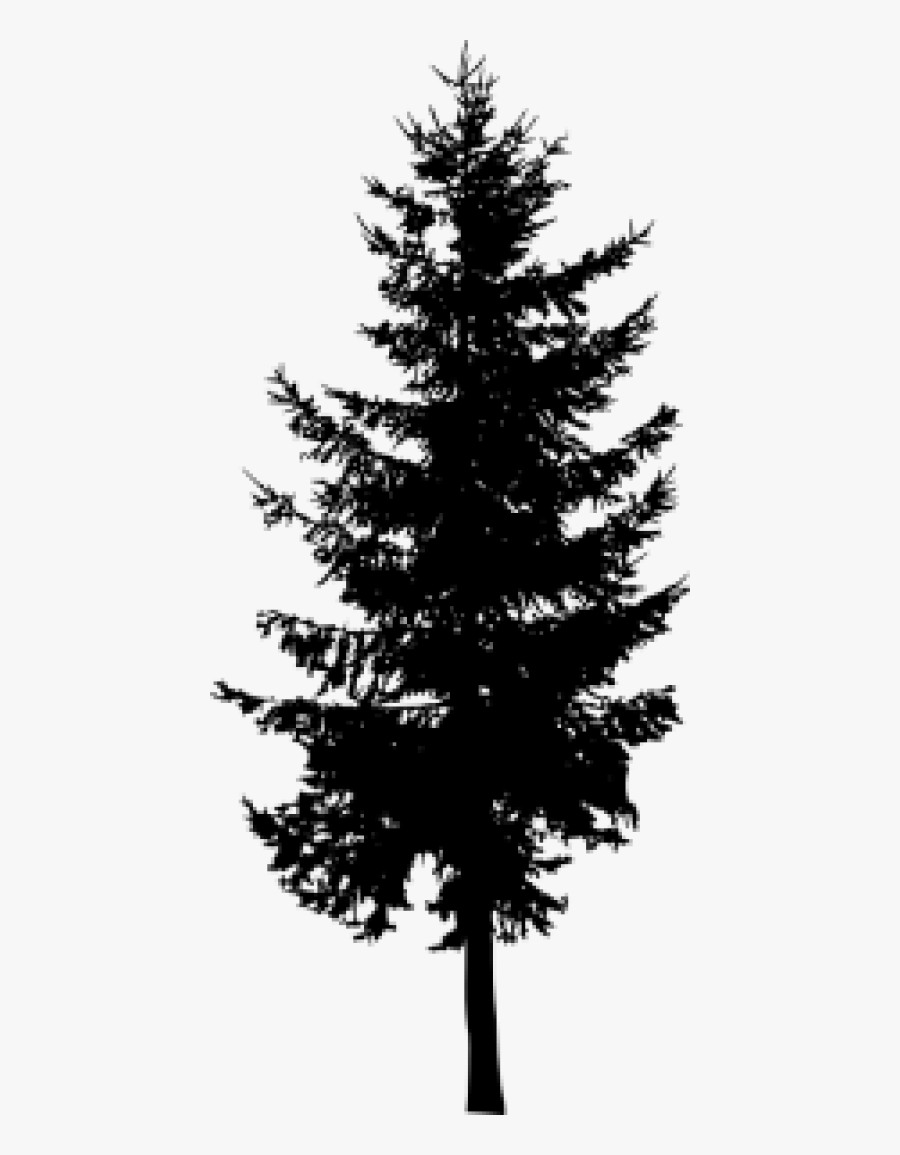 Transparent Evergreen Tree Clipart Black And White - Evergreen Tree Silhouette Png, Transparent Clipart