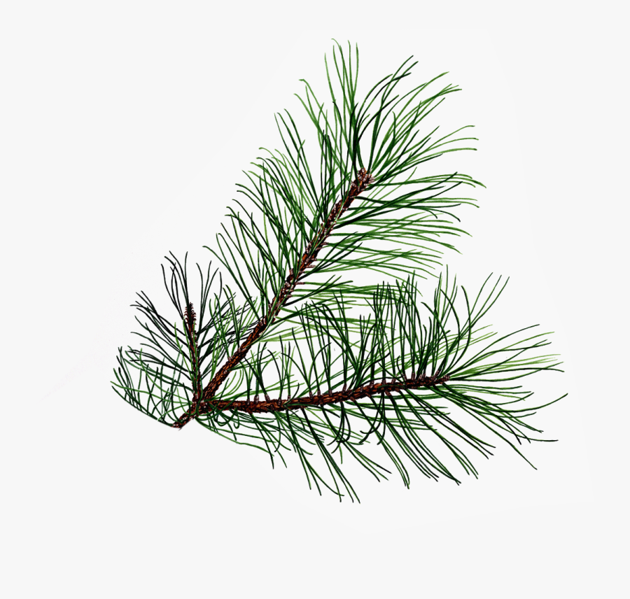 Drawings Of Cones And - Pine Tree Leaf Png, Transparent Clipart