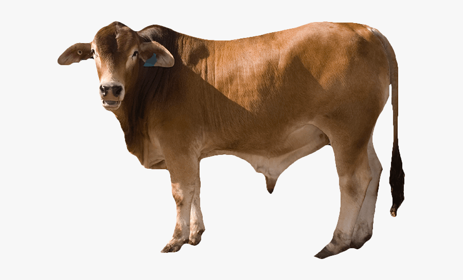 Cow Png, Transparent Clipart