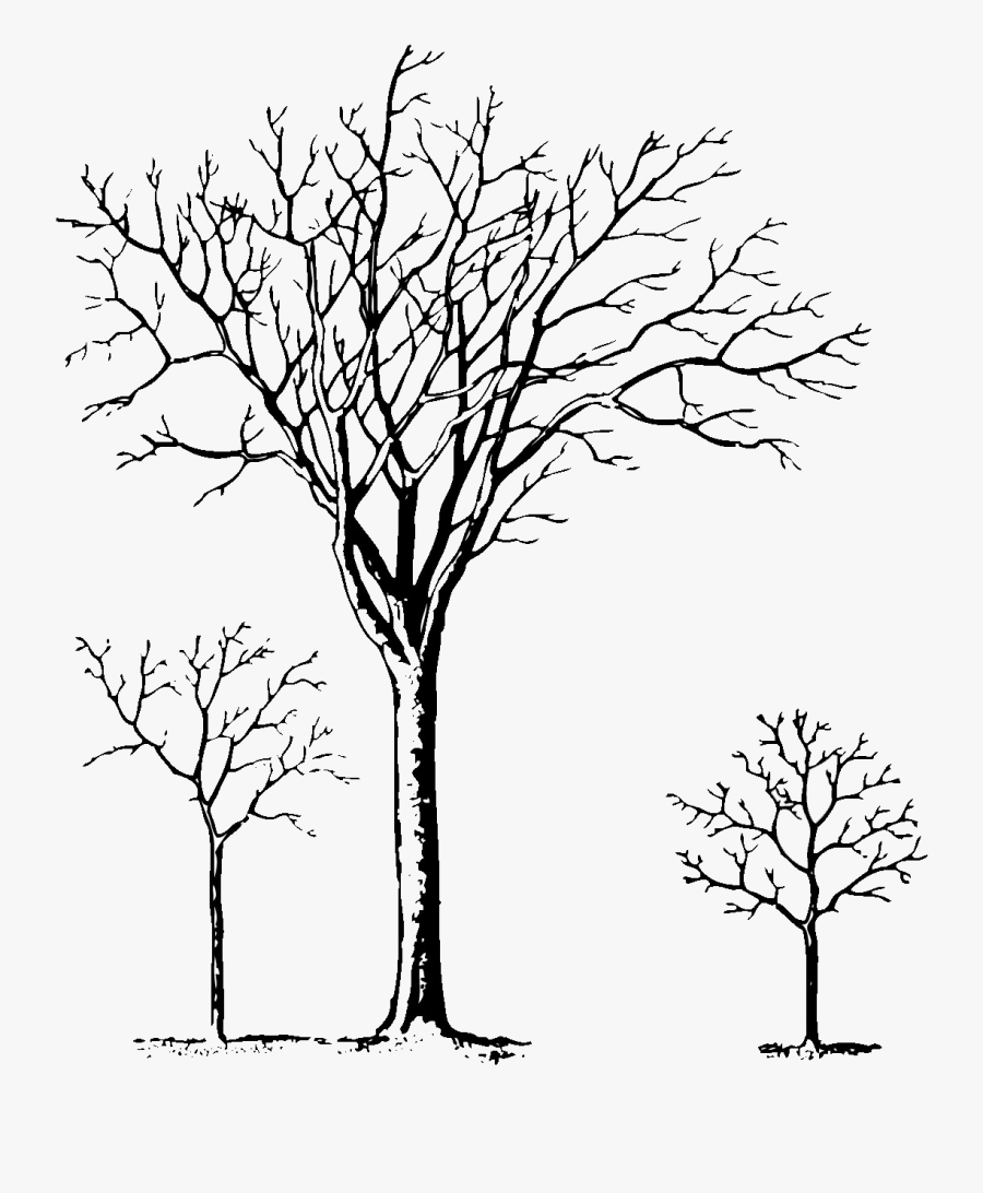 Pine Tree Clipart Black And White / Christmas Tree - Snow Trees Clipart Black And White, Transparent Clipart