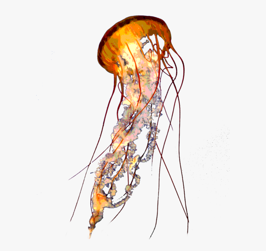 Transparent Jellyfish Clipart - Jellyfish Png, Transparent Clipart