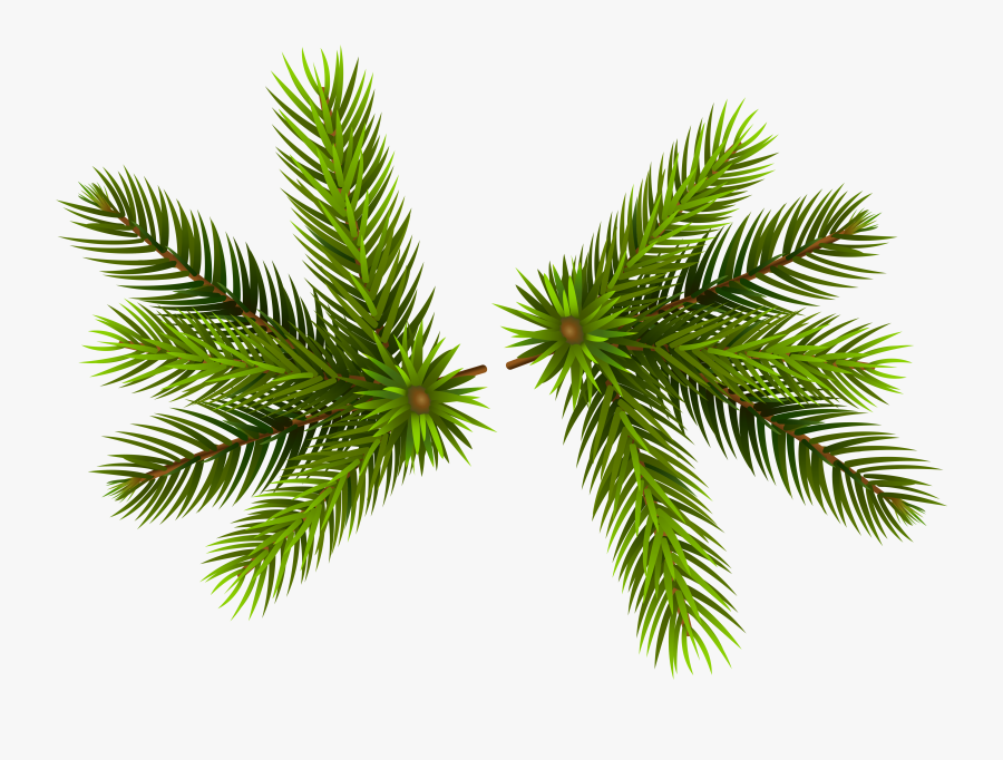 Transparent Pine Trees Clipart - Transparent Background Pine Tree Branch Png, Transparent Clipart