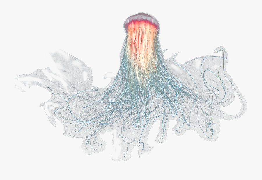 Large Jellyfish - Jellyfish Png, Transparent Clipart