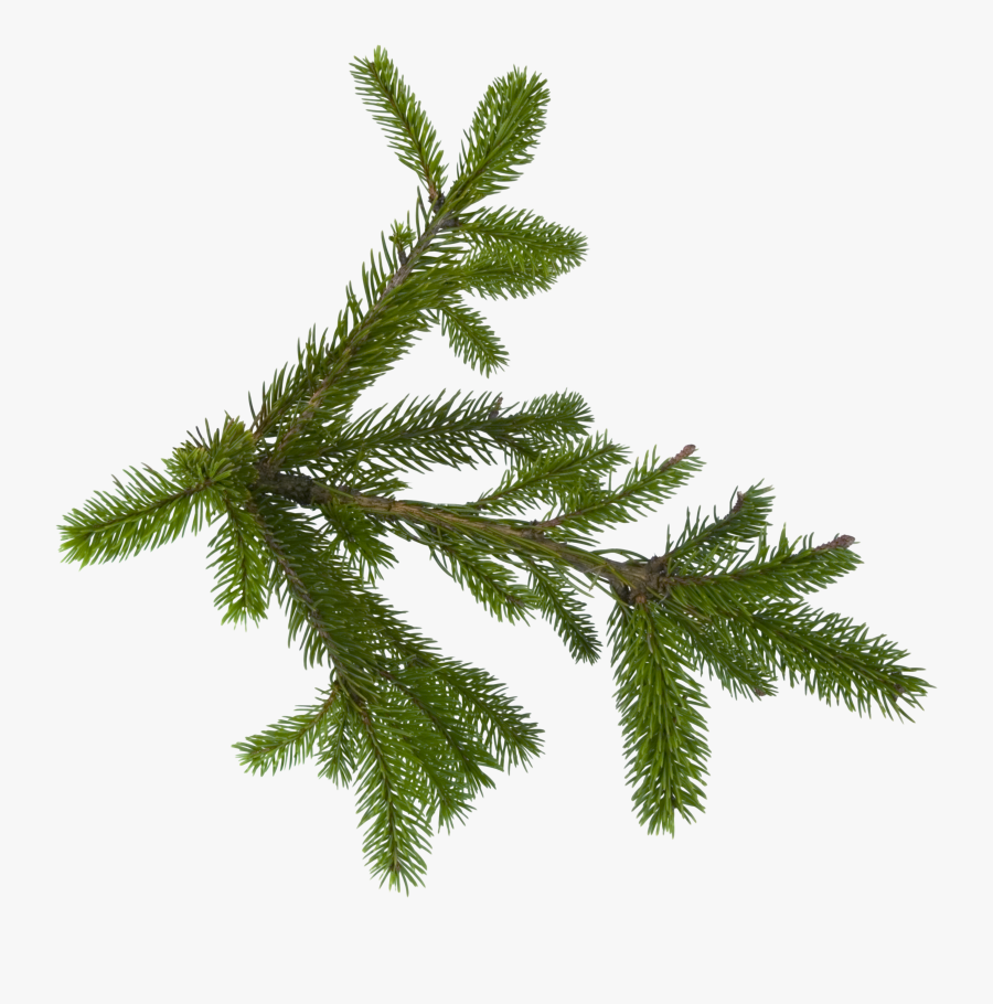 Transparent Pinetree Clipart - Pine Tree Leaf Png, Transparent Clipart