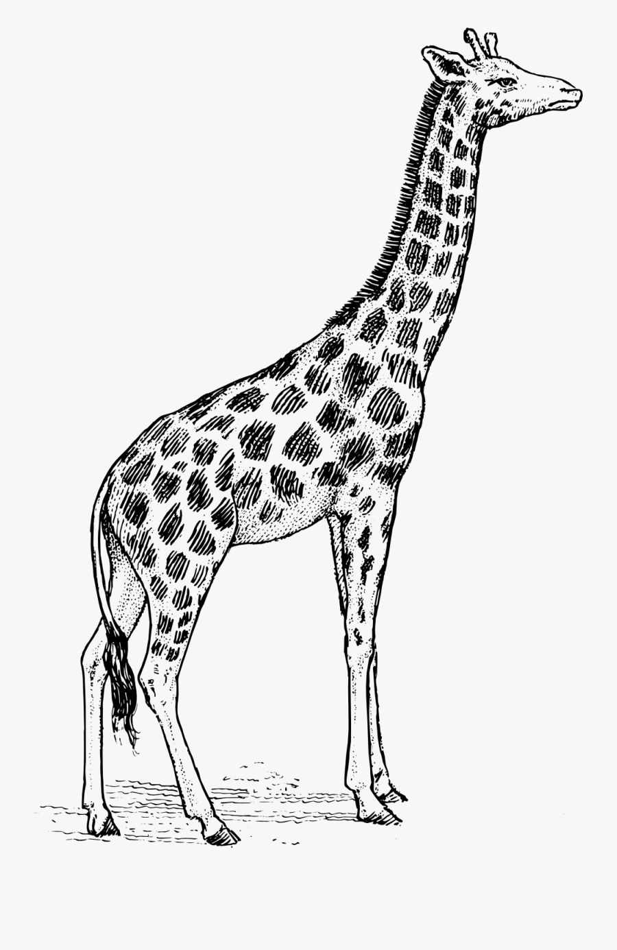Giraffe Line Art Clipart - Giraffe Animal Drawing, Transparent Clipart
