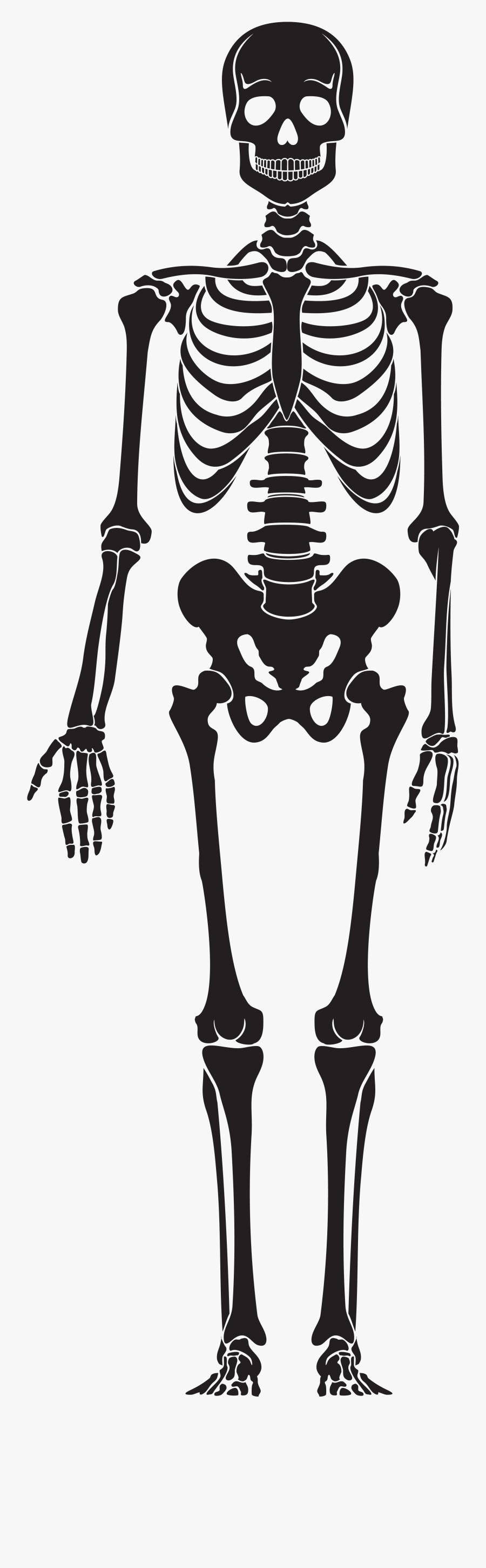 Skeleton Clipart Skelaton - Silhouette Skeleton Png, Transparent Clipart