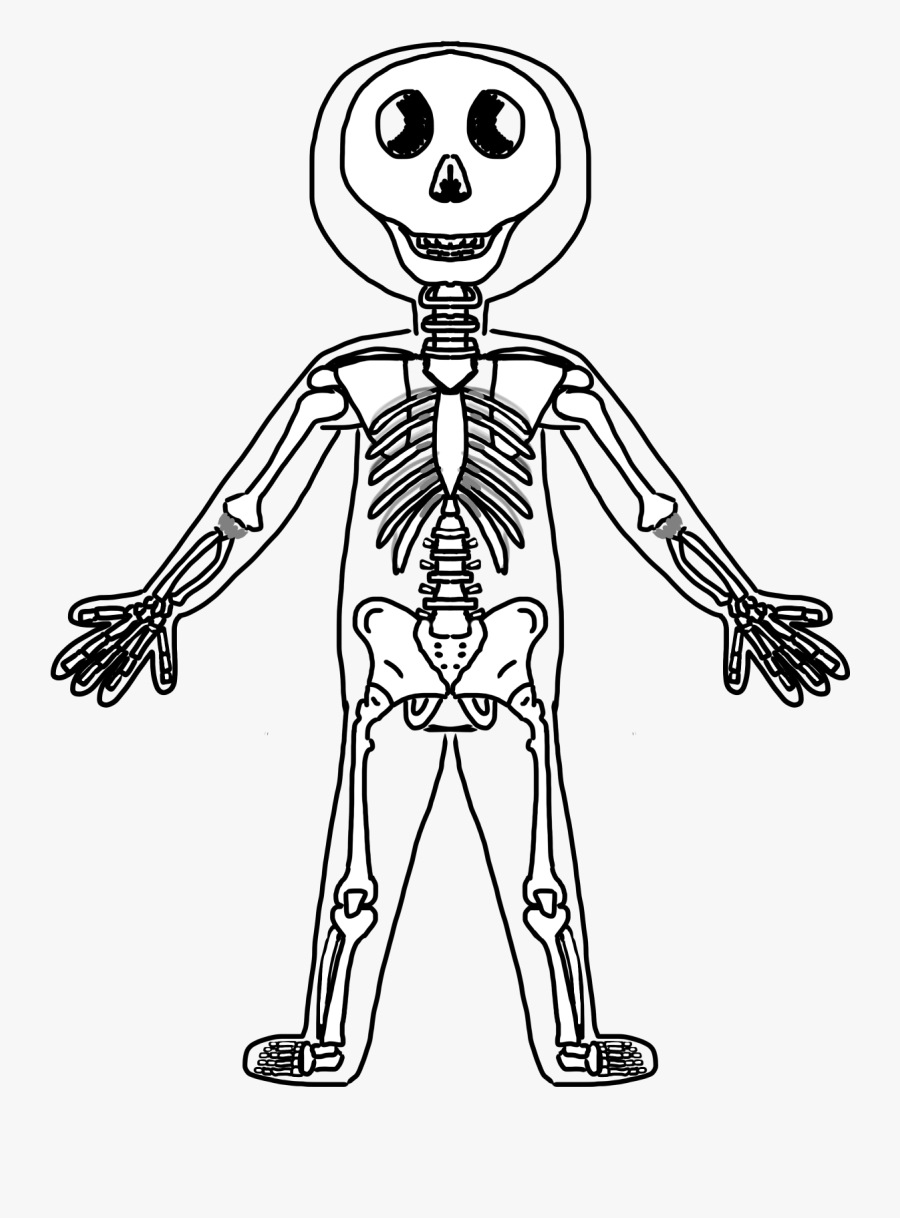 Human Body Skeleton Clipart - Draw Skeletal System Cartoon, Transparent Clipart