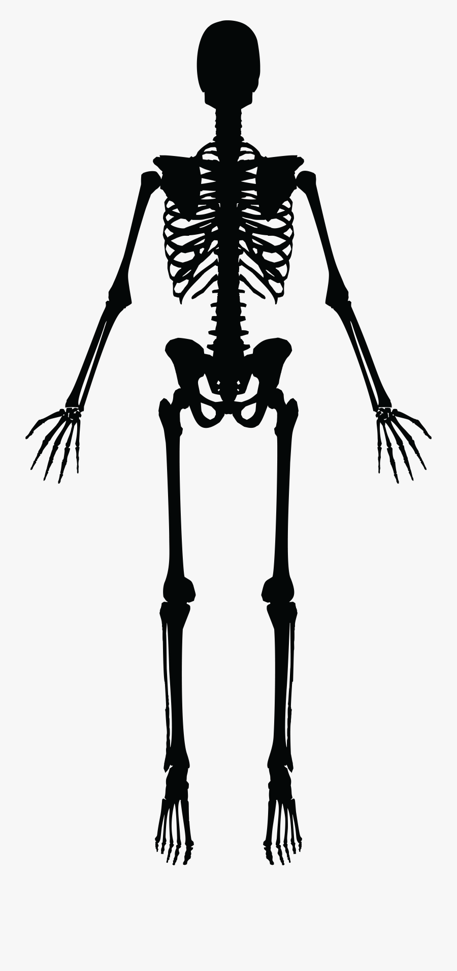 Skeleton Png, Download Png Image With Transparent Background, - Black And White Skeleton Clipart, Transparent Clipart