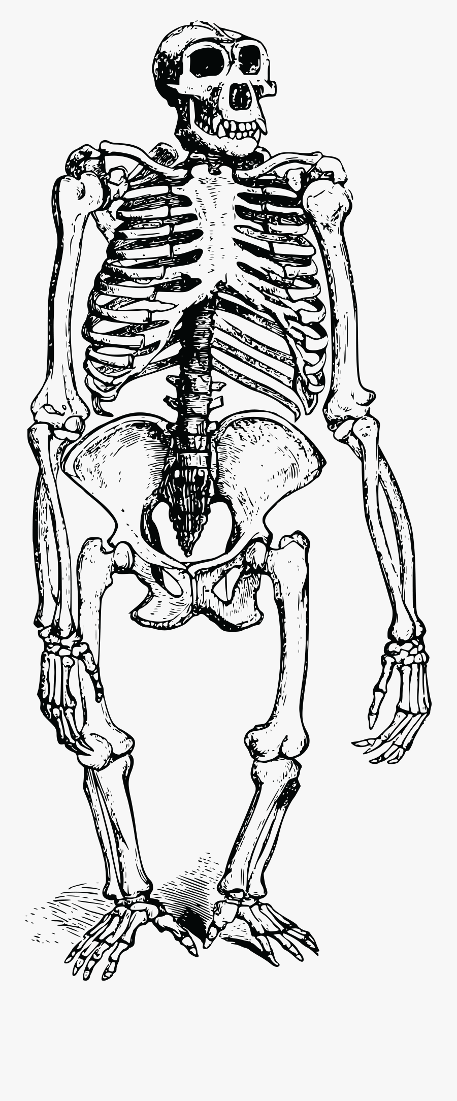 Free Clipart Of A Gorilla Skeleton - Gorilla Skeleton Png, Transparent Clipart