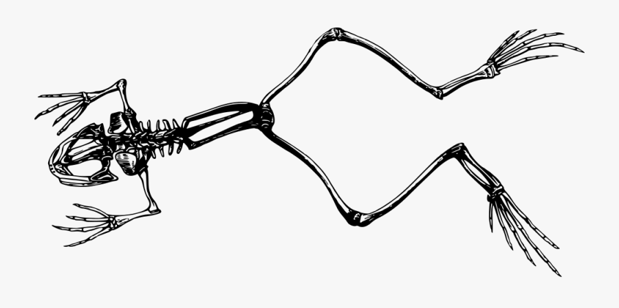 Onlinelabels Clip Art - Frog Skeleton Png, Transparent Clipart