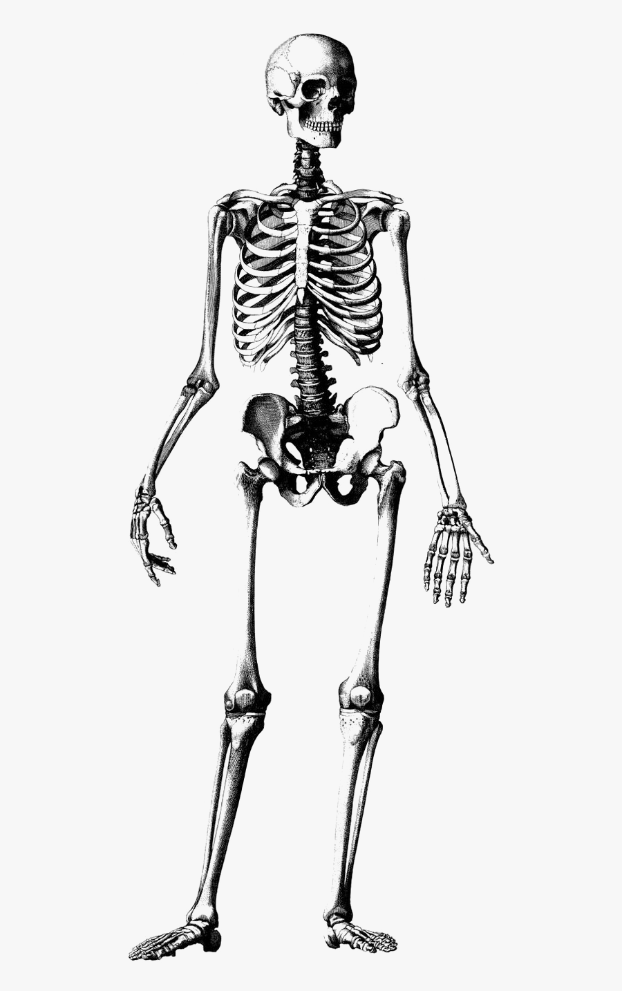 Skeleton Clipart Medical - Skeleton Drawing, Transparent Clipart