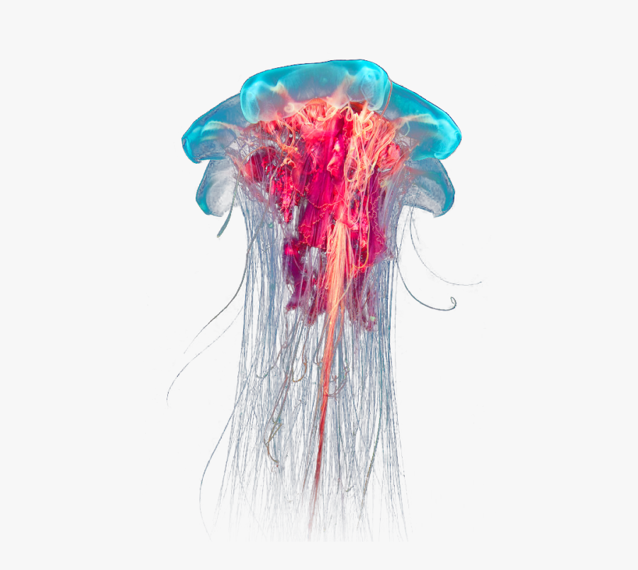 Jellyfish - Lion's Mane Jellyfish Png, Transparent Clipart