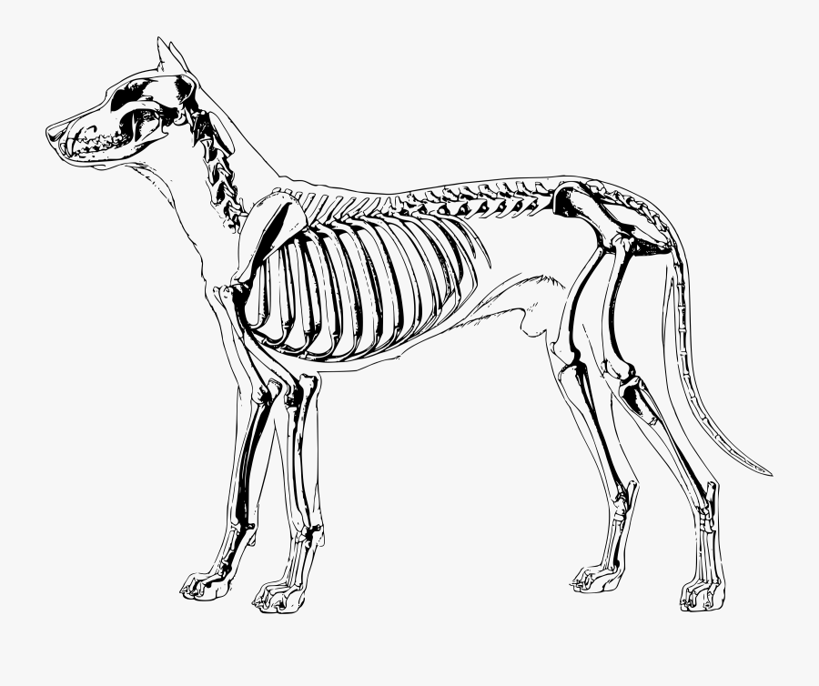 Big Image Png - Dog Skeleton Clip Art, Transparent Clipart
