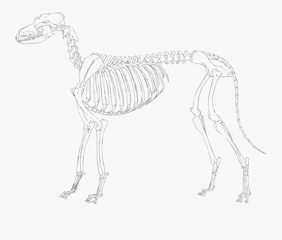 Halloween Dog Skeleton Clipart - Sketch, Transparent Clipart