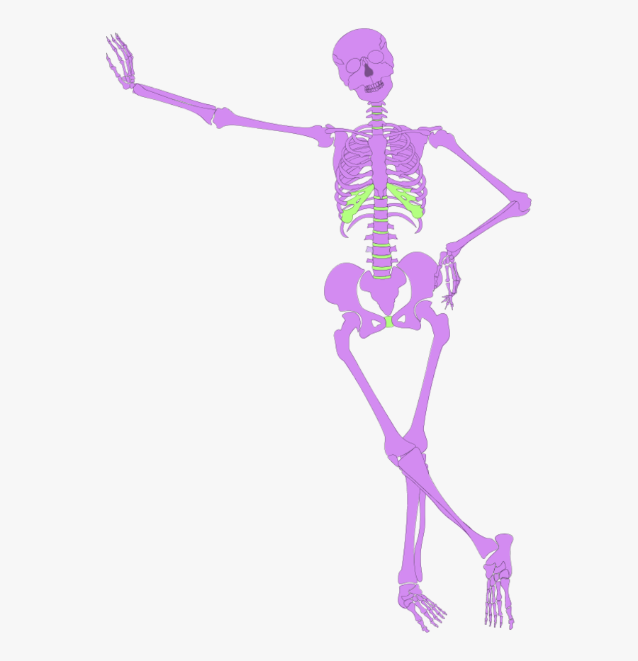 Human Skeleton Outline Skeleton Clipart No Background- - Human Skeleton Graphic, Transparent Clipart