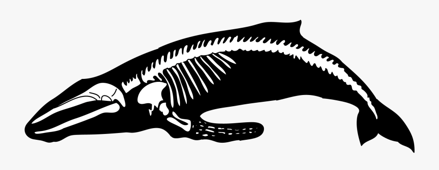 Clip Art Humpback Human Blue Transprent - Whale Bones Clip Art, Transparent Clipart