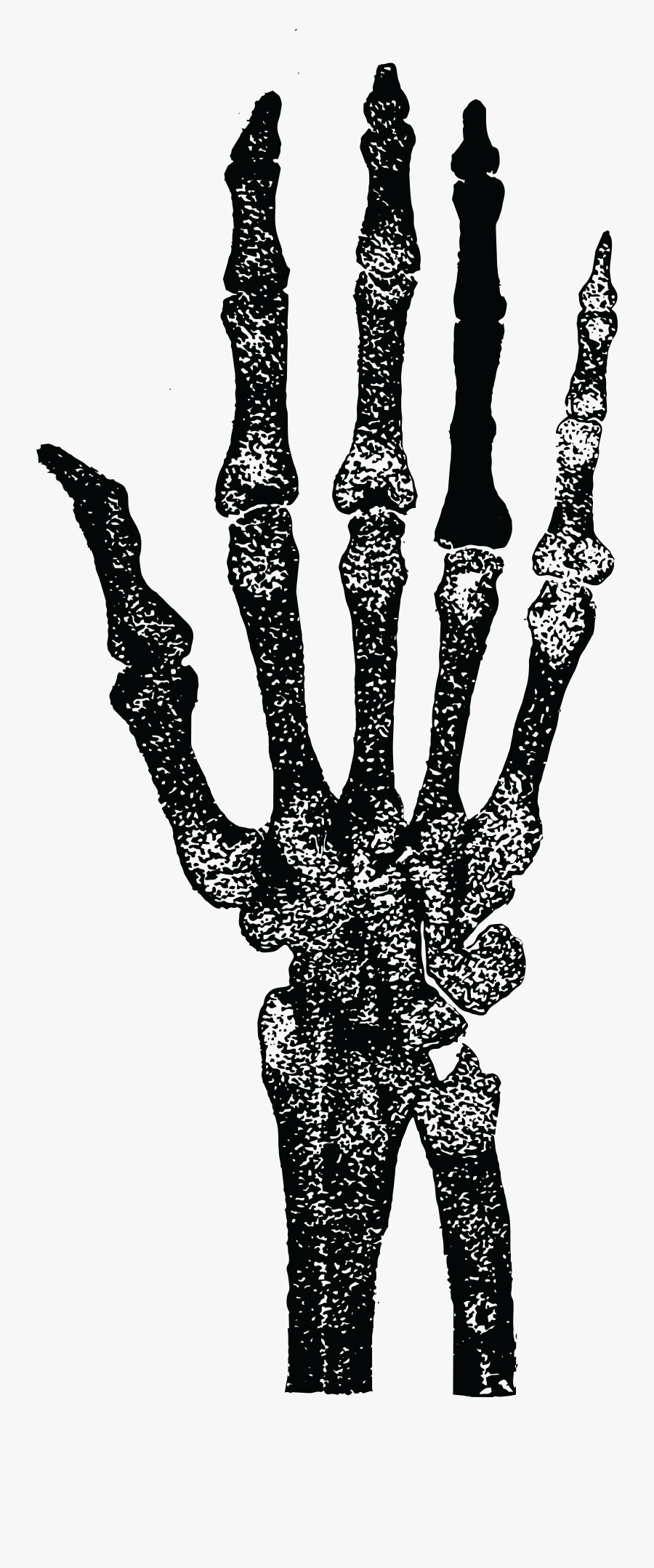 Free Clipart Of A Skeletal Hand - Skeleton Hand Illustration Png, Transparent Clipart