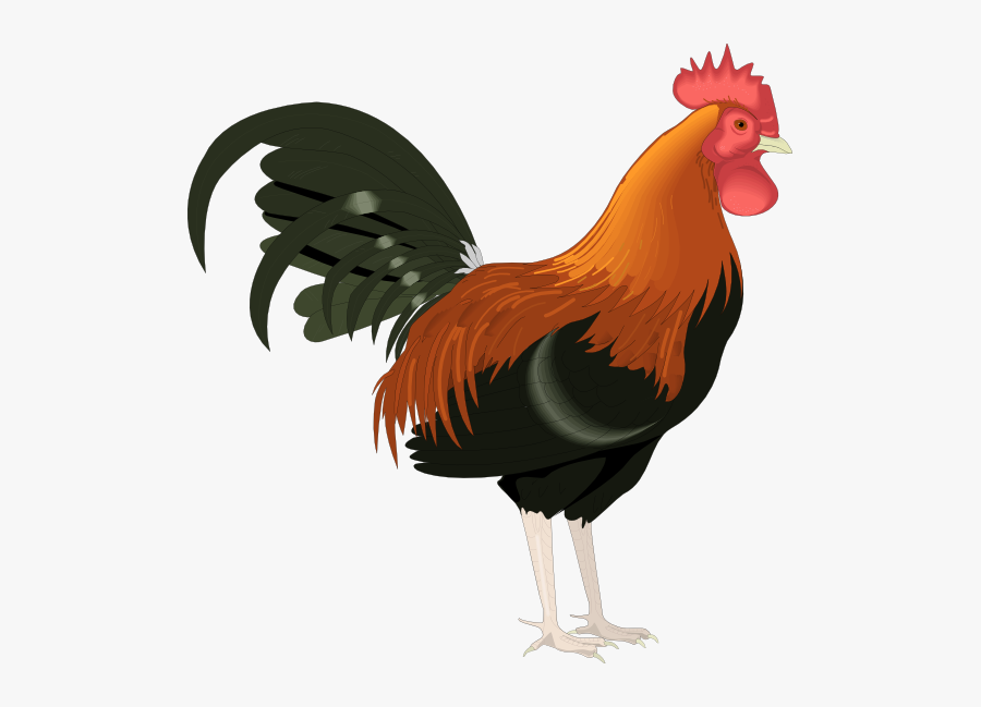 Rooster Clipart, Transparent Clipart