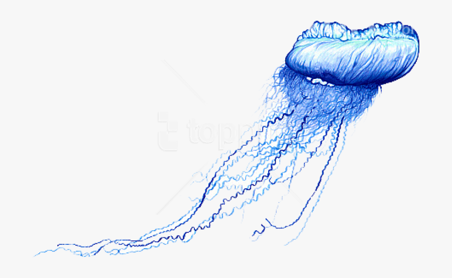 Jellyfish - Blue Bottle Jellyfish Art, Transparent Clipart