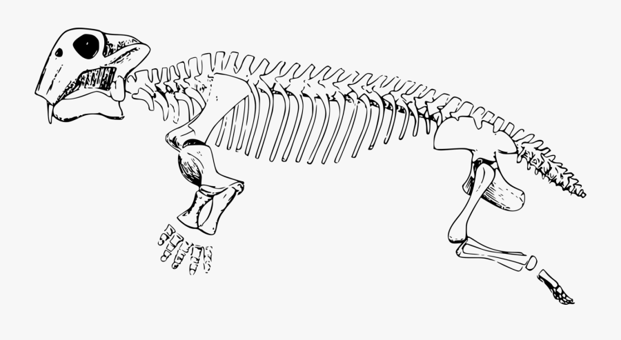 Line Art,wildlife,skeleton - Genus Lystrosaurus, Transparent Clipart