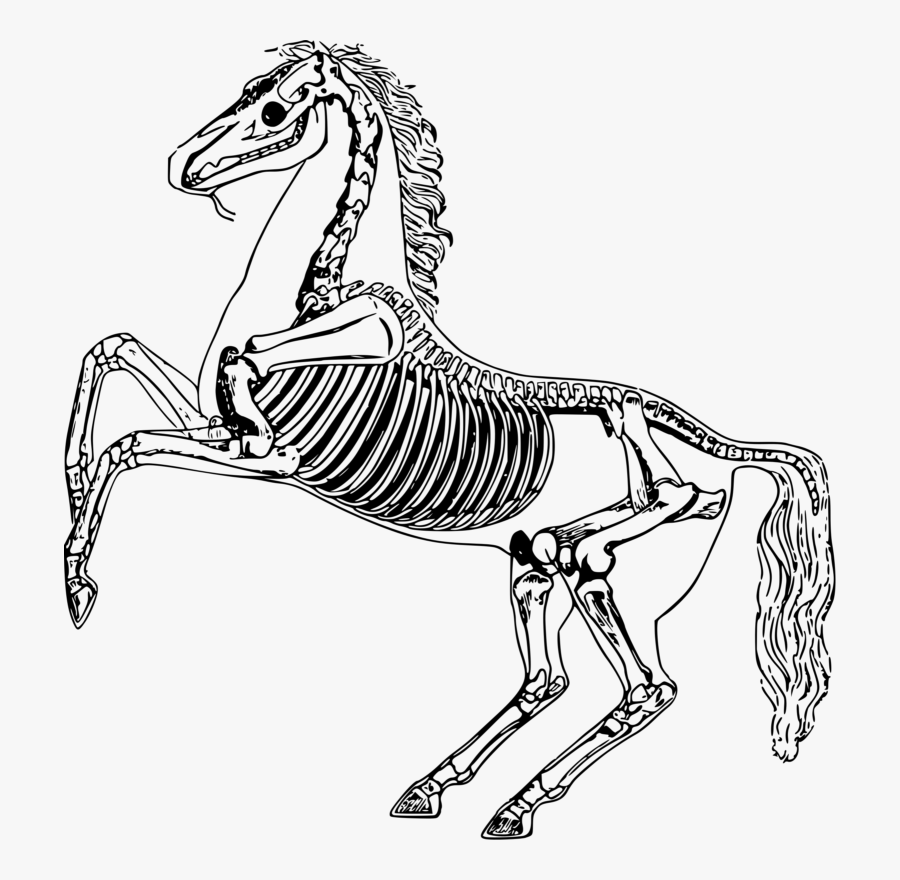 Free Skeleton Clipart Black And White Images Free Download - Rearing Horse Skeleton, Transparent Clipart
