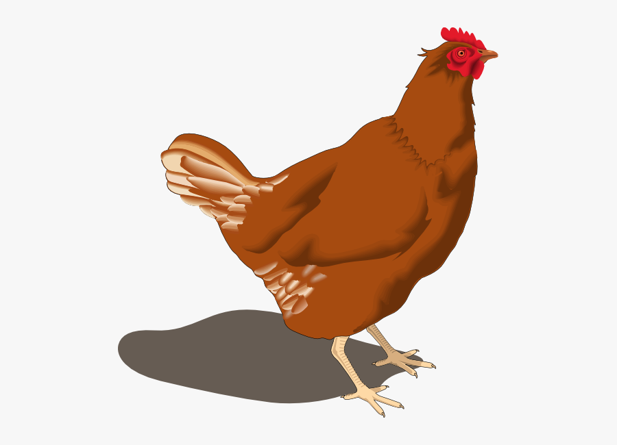Poultry - Clipart - Clip Art Free Hen, Transparent Clipart
