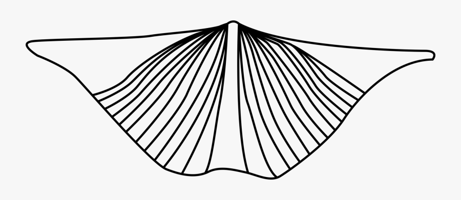 Line Art,plant,leaf - Brachiopods Black And White, Transparent Clipart