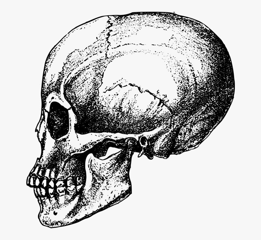 Human Behavior,head,skeleton - Jaw Skull Png, Transparent Clipart