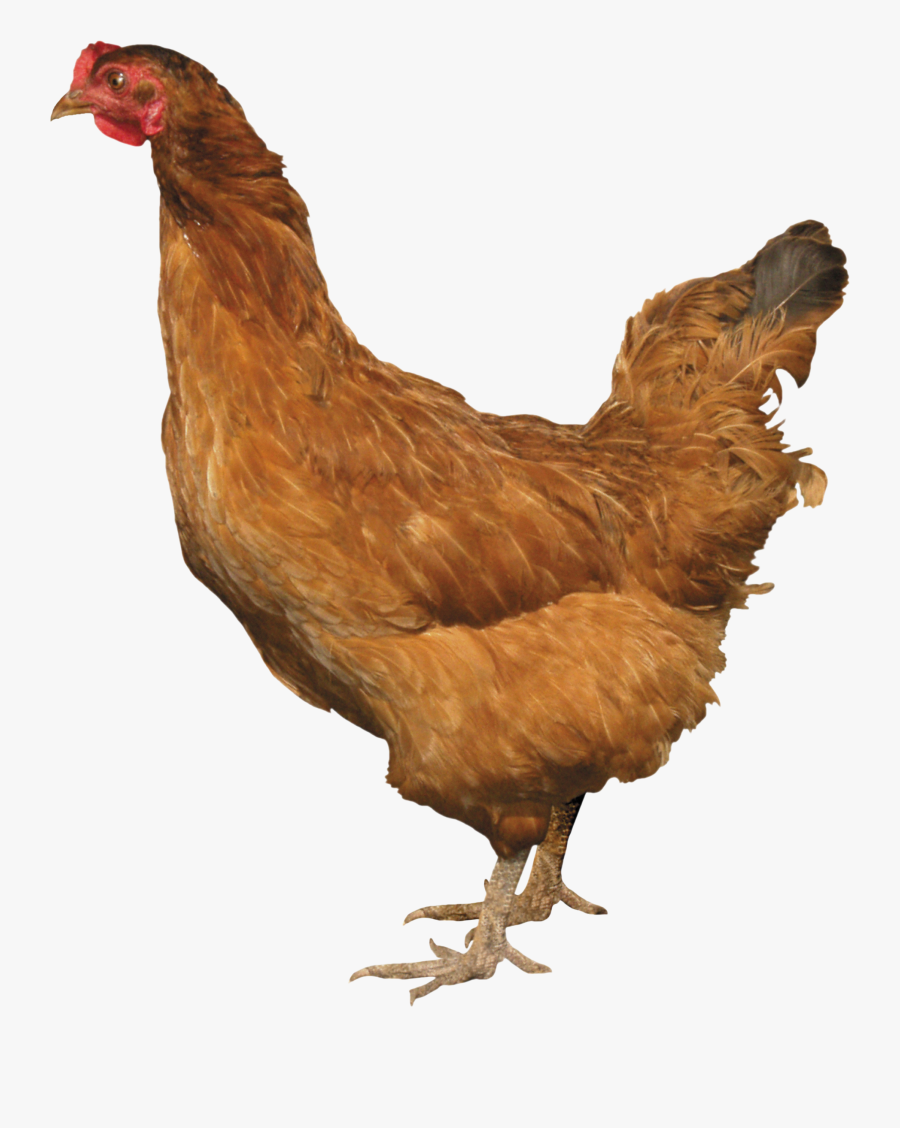 Chicken Png Clipart - Chicken Png, Transparent Clipart