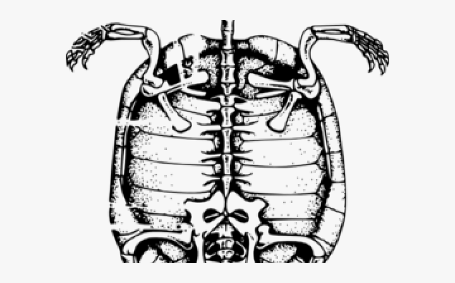 Vertebrates And Invertebrates Skeleton, Transparent Clipart