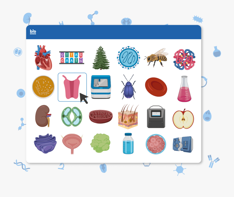 Biology Drawings With Color, Transparent Clipart