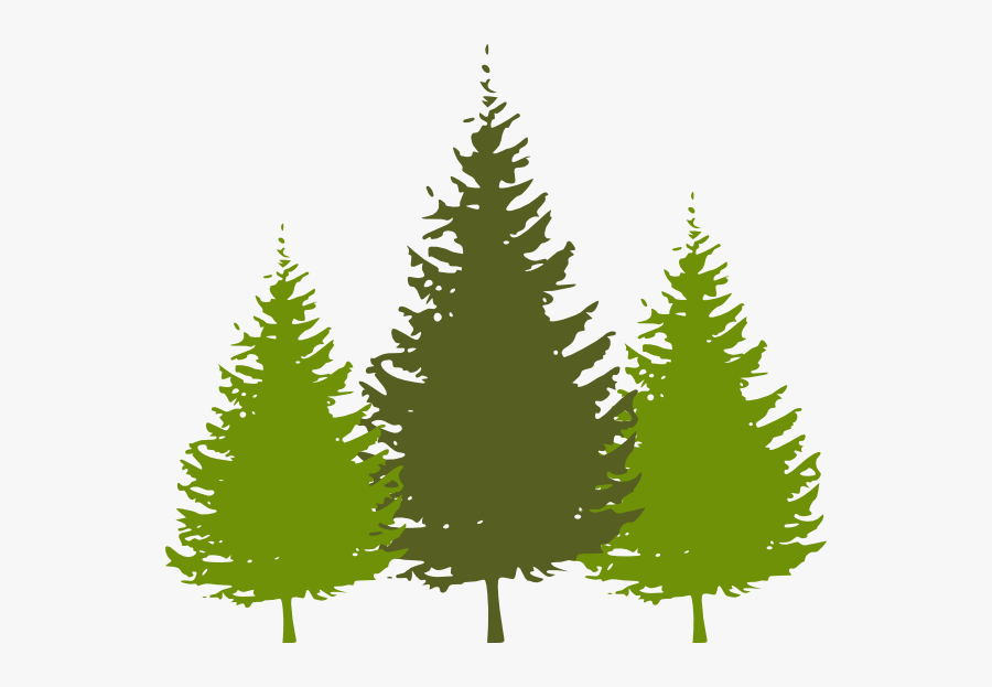 Redwood Tree Clipart - Pine Tree Clipart Free, Transparent Clipart