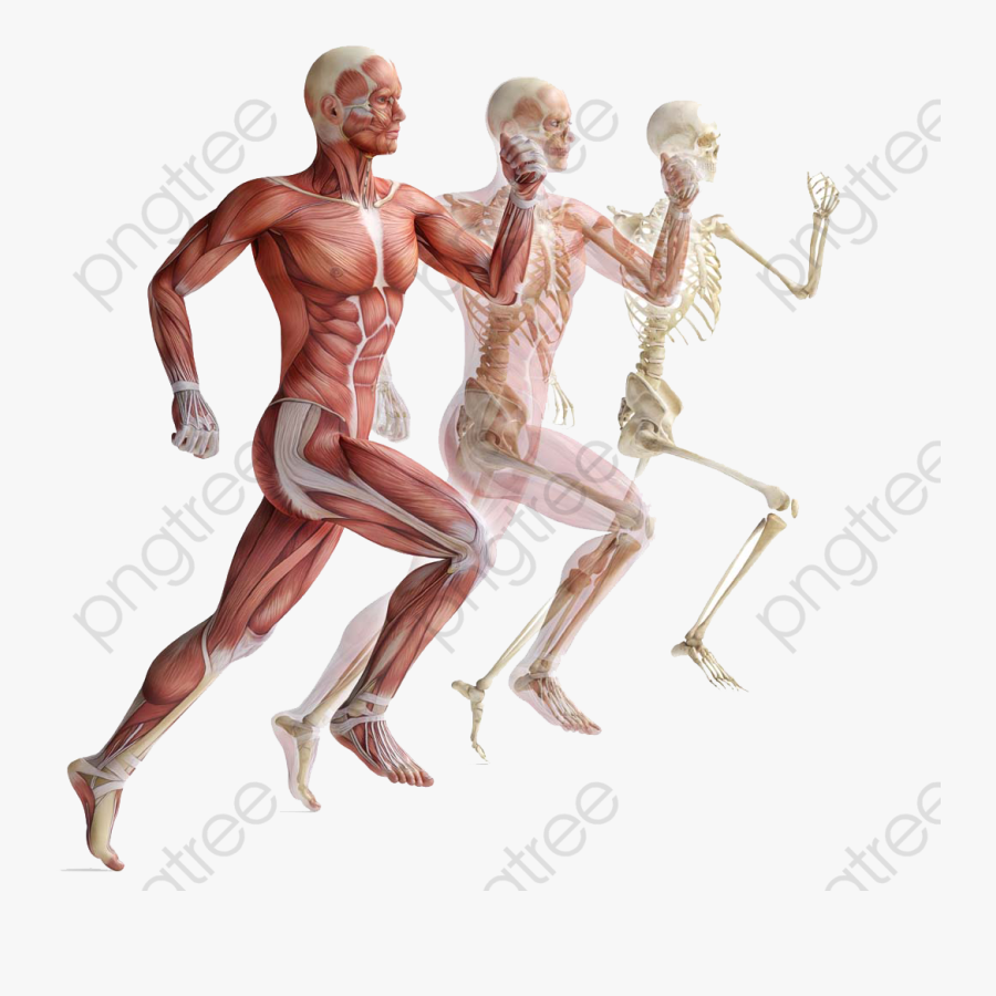 Movement Of Human Muscle Anatomy - Exercise Science, Transparent Clipart