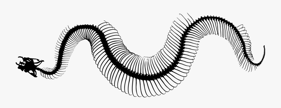 Invertebrate Snakes Line Art Silhouette Snake Skeleton - Snake Skeleton Png, Transparent Clipart