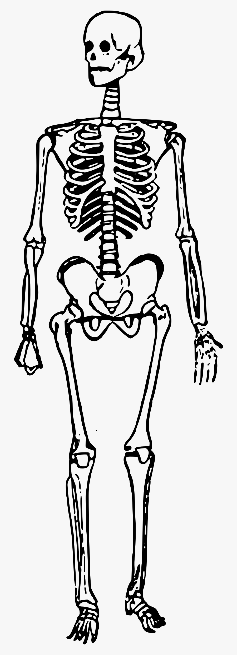 Temporary Skelton Free Public - Skeleton Man, Transparent Clipart