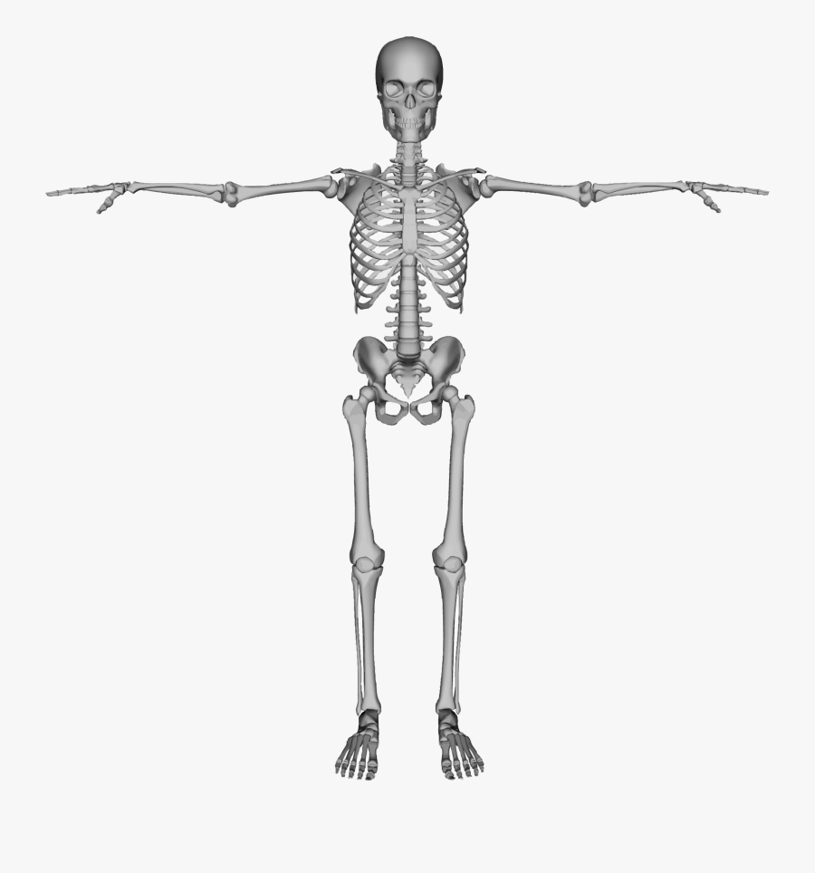Skeleton Clipart Skelaton - Human Spines, Transparent Clipart