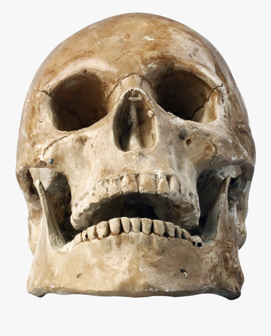 Transparent Human Skull Clipart, Transparent Clipart