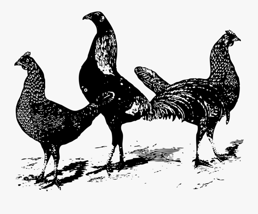 Chickens - Three Chicken Clipart Black And White, Transparent Clipart