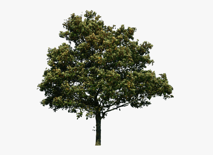 Black Tree Png For Photoshop, Transparent Clipart