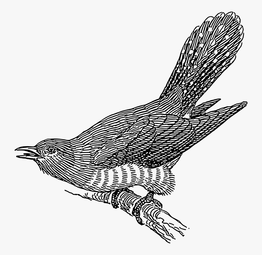 Cuckoo Png, Transparent Clipart