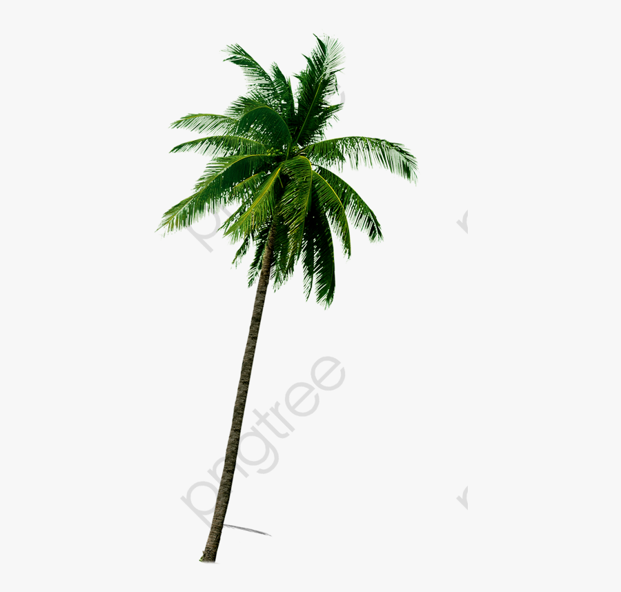Coconut Tree Clipart Tropical - Coconut Tropical Tree Png, Transparent Clipart