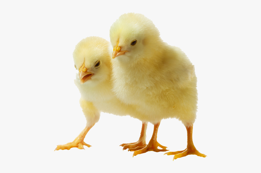 Baby Chicken Png Clipart - Baby Chicken, Transparent Clipart