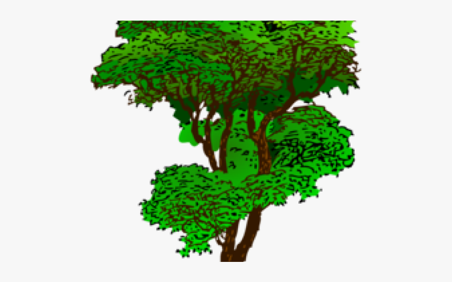 Jungle Trees- Clipart - Rainforest Trees Clip Art, Transparent Clipart