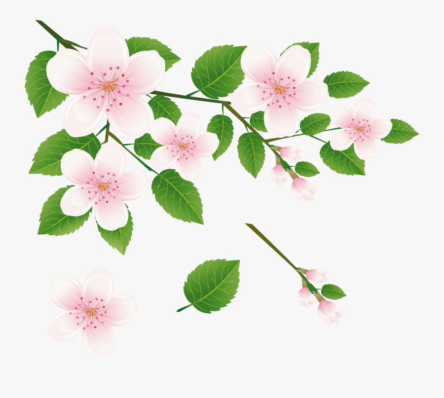 Spring Tree Branch With Flowers Png Clipart Picture - Pink Flowering Dogwood Png, Transparent Clipart