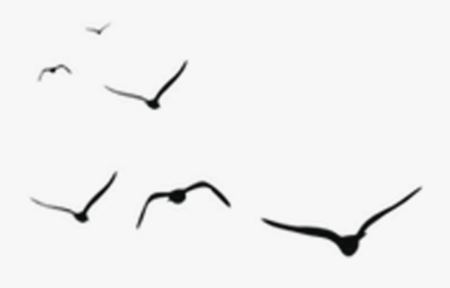 Free Online Crane Bird Animals Birds Vector For Design - Black Shadow Birds Png, Transparent Clipart