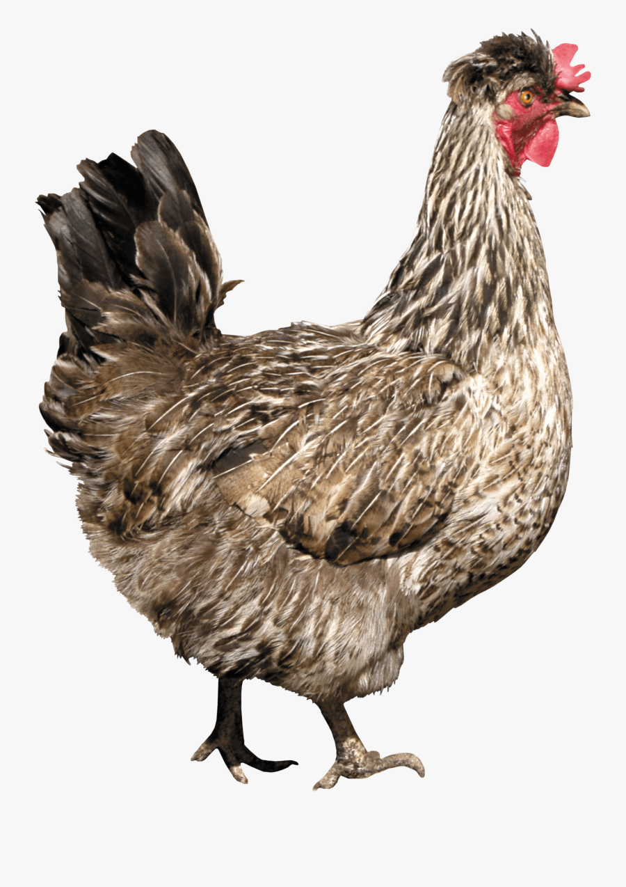 Chicken Png, Transparent Clipart