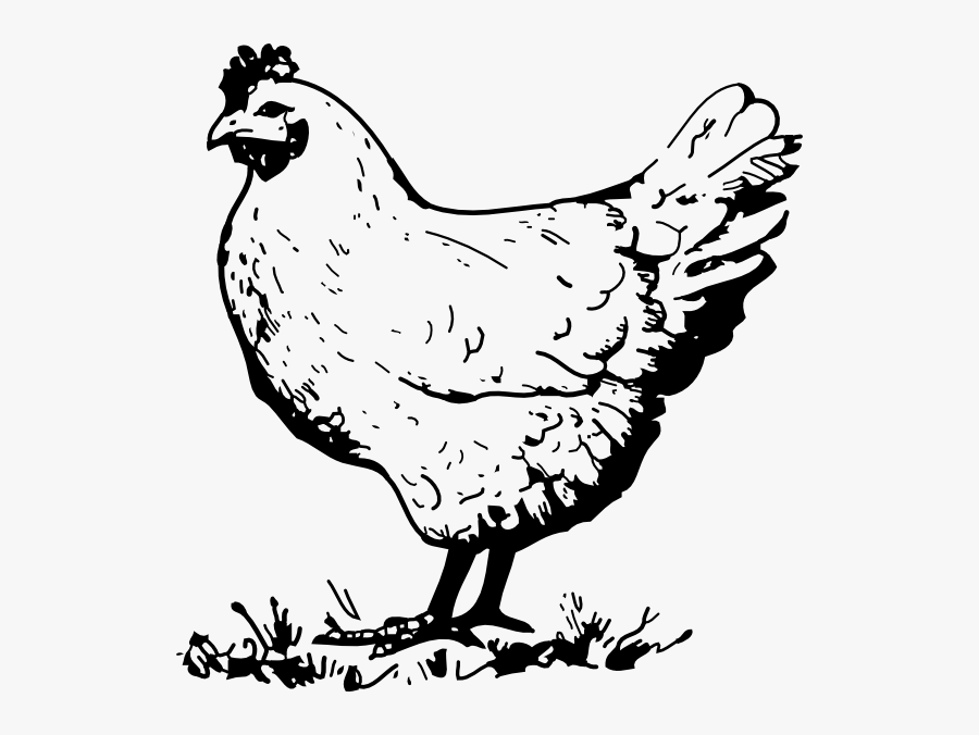 Hen Chicken Clip Art At Vector Clip Art Image - Black And White Chicken Clip Art, Transparent Clipart