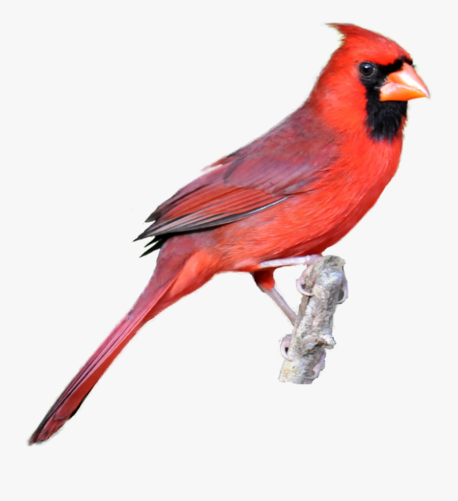 Winter Cardinal Bird Clipart Clip Art Library Classroom - Cardinal Png, Transparent Clipart